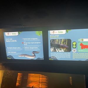 electric eel signage (1) - dunia air tawar