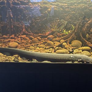 electric eel (electrophorus electricus) (1) - dunia air tawar