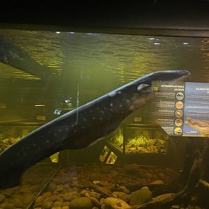 electric eel (electrophorus electricus) (2) - dunia air tawar