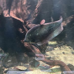 bronze featherback (notopterus notopterus) - dunia air tawar