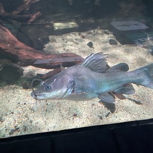 black-tailed catfish (hemibagrus hoevenii) - dunia air tawar