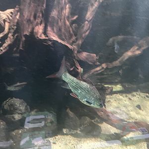 bonylip barb (osteochilus vittatus) - dunia air tawar