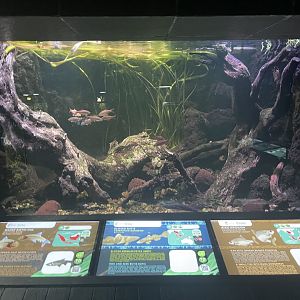 indonesian tank - dunia air tawar