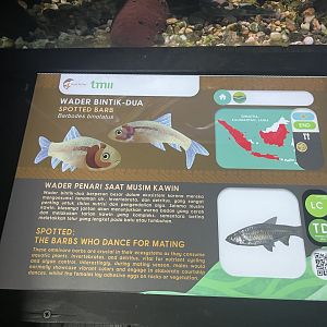 spotted barb signage - dunia air tawar