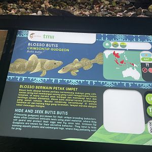 crazy fish signage - dunia air tawar