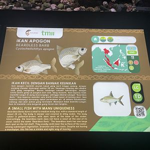 beardless barb signage - dunia air tawar