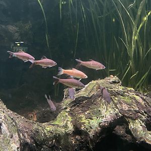 spotted barb (barbodes binotatus) - dunia air tawar