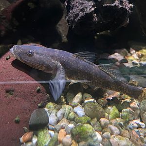 crazy fish (butis butis) - dunia air tawar