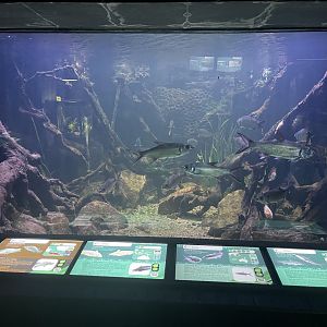 australian tank - dunia air tawar