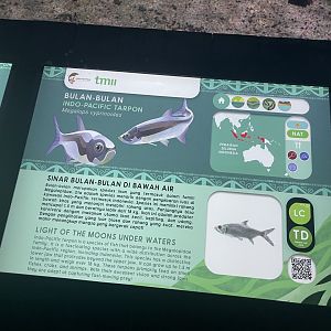indo-pacific tarpon signage - dunia air tawar