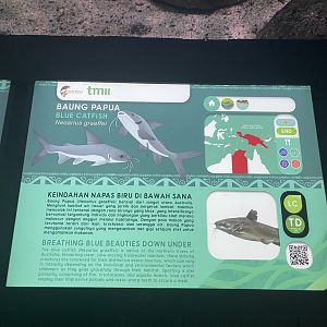 blue salmon catfish signage - dunia air tawar