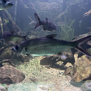 indo-pacific tarpon (megalops cyprinoides) - dunia air tawar