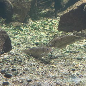 rendahl’s catfish (porochilus rendahli) - dunia air tawar