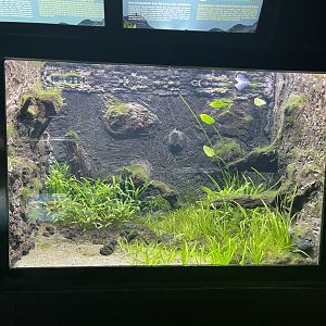 striped glass catfish & glass perch tank - dunia air tawar