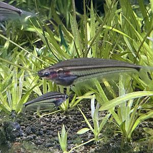 striped glass catfish (kryptopterus macrocephalus) - dunia air tawar