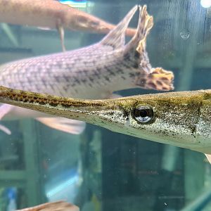 Spotted Gar (Lepisosteus oculatus "Trinity River")