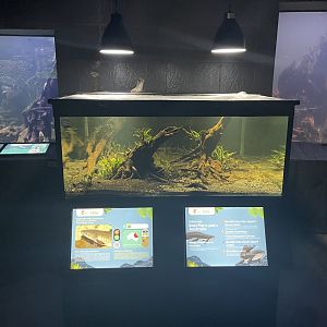 australian lungfish tank - dunia air tawar