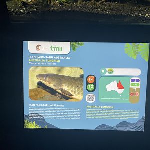 australian lungfish signage (1) - dunia air tawar