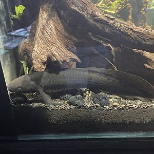 australian lungfish (neoceratodus forsteri) - dunia air tawar