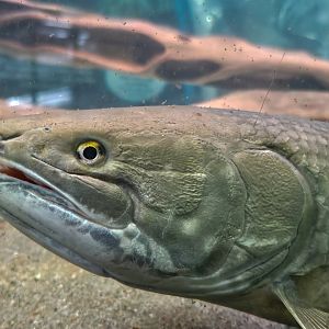 Emerald Bowfin (Amia ocellicauda)