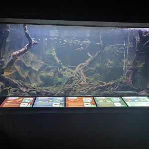 rainbowfish tank - dunia air tawar