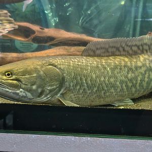 Emerald Bowfin (Amia ocellicauda)