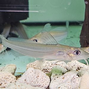 Pimelodella cf. montana