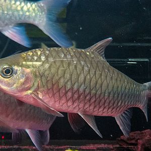 Phoenix Barb (Spinibarbus denticulatus)