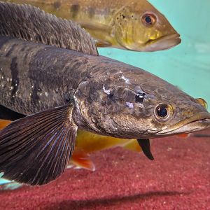 Emperor Snakehead (Channa marulioides 'Kalimantan Utara')