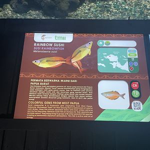 susi creek rainbowfish signage - dunia air tawar