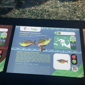 ajamaru lakes rainbowfish signage - dunia air tawar