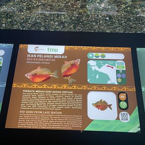 red rainbowfish signage - dunia air tawar