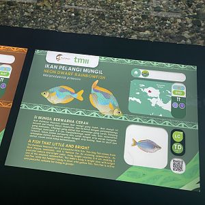 dwarf rainbowfish signage - dunia air tawar