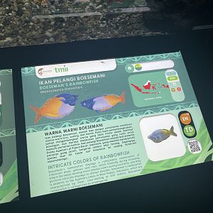 boeseman’s rainbowfish signage - dunia air tawar