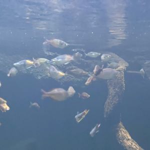 inside the rainbowfish tank - dunia air tawar