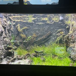 humpback puffer tank - dunia air tawar