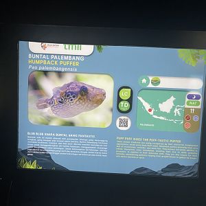 humpback puffer signage (1) - dunia air tawar