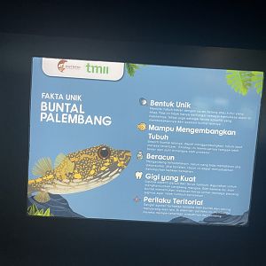humpback puffer signage (2) - dunia air tawar