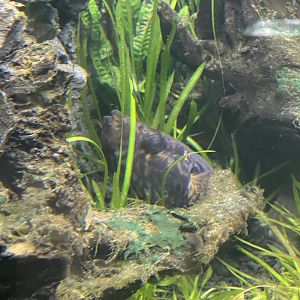 humpback puffer (pao palembangensis) - dunia air tawar