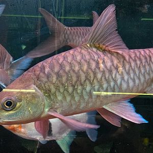 Javan Mahseer (Tor tambra)