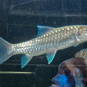 Thai Blue Mahseer (Neolissocheilus stracheyi 'Salween River')