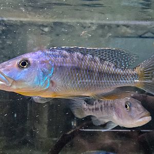 Big-mouth Hap (Tyrannochromis macrostoma)