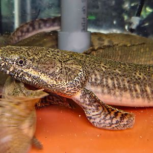 Ornate Bichir (Polypterus ornatipinnis 'Lake Tanganyika')