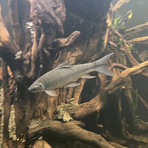 mangut (lobochcheilos falcifer) - dunia air tawar