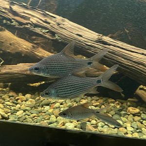 beardless barb (cyclocheilichthys apogon) - dunia air tawar