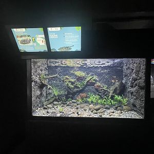 xingu river ray tank - dunia air tawar