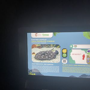 xingu river ray signage (1) - dunia air tawar