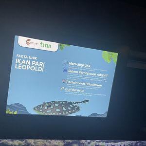 xingu river ray signage (2) - dunia air tawar