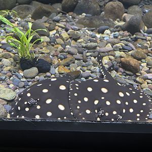 xingu river ray (potamotrygon leopoldi) - dunia air tawar