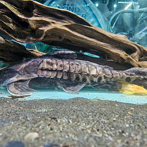 "24K Gold" Giant Talking Catfish (Megalodoras cf. uranoscopus 'Río Tocantins')